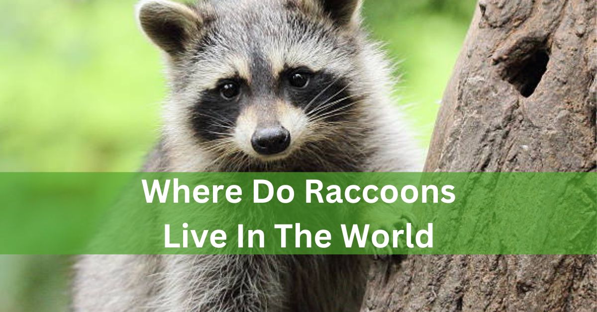 Where Do Raccoons Live In The World – Raccoon Habitats Worldwide!