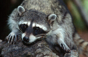 Are Raccoons Predators Like Felines