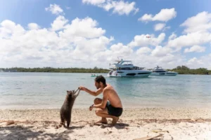 Beachfront Hotels raccoons island miami