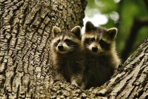 Do Raccoons Adapt To Living On Miami Island