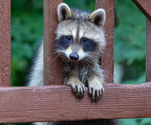 Do Raccoons Live In North America