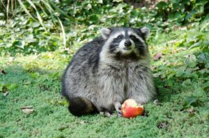 Do Raccoons On Miami Island Have Natural Predators