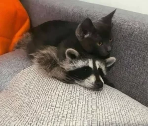 Does A Raccoon's Behavior Resemble That Of A Cat