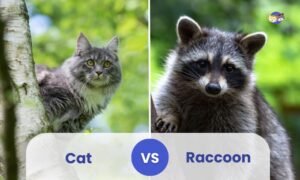 How Are Raccoons Different From Cats