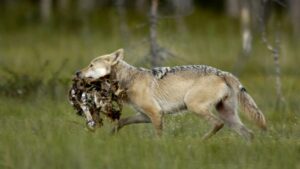 Hunting and Diet of wolf