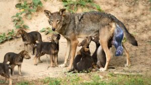 Process of How to Raise A Wolf From Birth