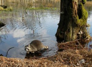 Raccoons' Habitats