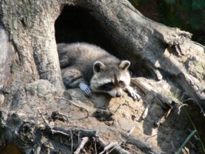 Raccoons' Nocturnal Habits