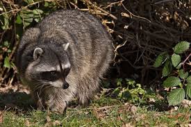 Reproductive Differences of raccoons