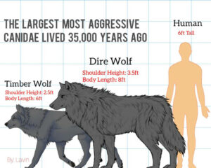 Size Of A Gray Wolf