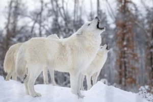 The Arctic Wolf