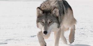 The Gray Wolf