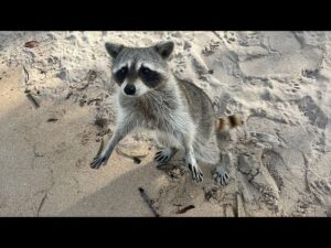 Time Of Year Are Raccoons Most Visible On Miami Island