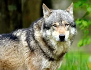 Understanding Wolf Species