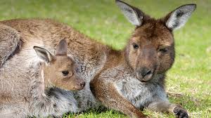 What Are Marsupials