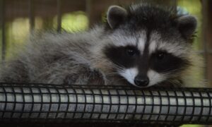 What Are The Key Differences Between Raccoons And Cats