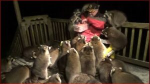 What Do Raccoons Eat On Miami Island