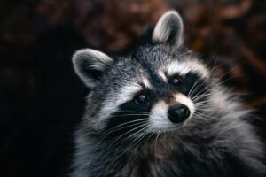 What Is The Habitat Of Raccoons On Miami Island