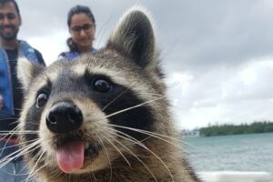 When Are Raccoons Most Active On Miami Island