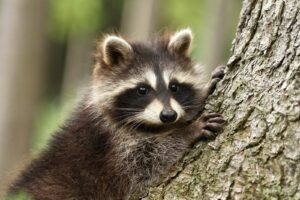 Why Do Raccoons Live Near Humans