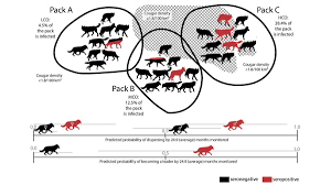 Wolf Packs And Their Dynamics