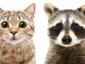 Why Do People Think Raccoons Are Feline